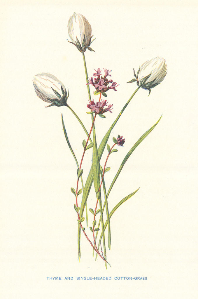 Thyme & Single-Headed Cotton Grass. Wild Flowers by Frederick Edward Hulme c1895